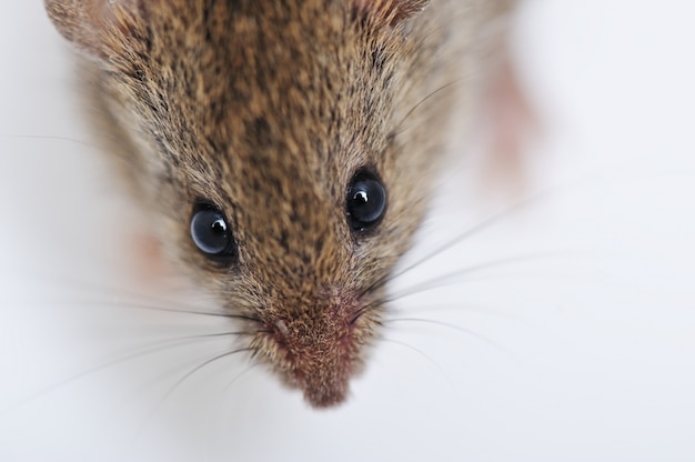 Maus isoliert auf weißem Hintergrund