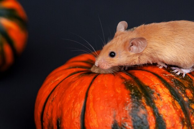 Maus mit Kürbis auf einem dunklen Hintergrund. Halloween-Konzept