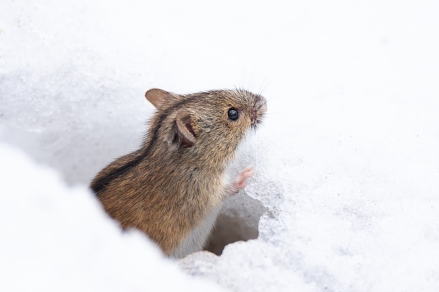 Maus Schnee Winter