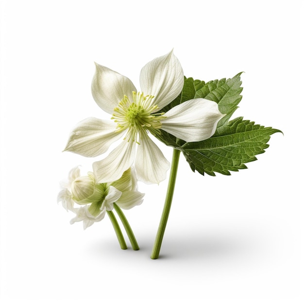 Mayapple auf weißem Hintergrund