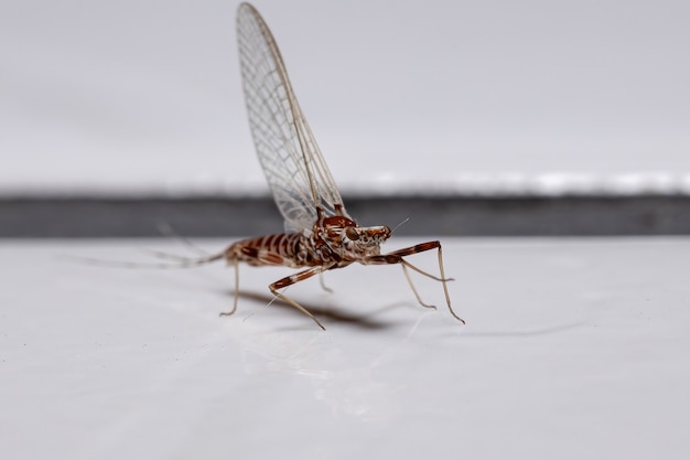 Mayfly con branquias del género Thraulodes