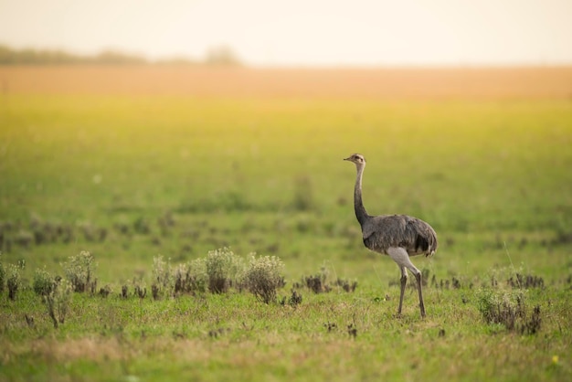 Mayor Ñandú Rhea americana en el entorno de la campiña pampeana de la provincia de La Pampa, Brasil