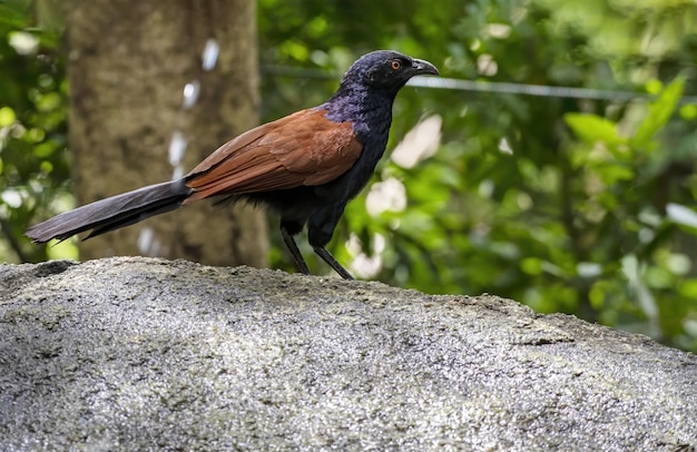 El mayor faisán coucal o cuervo donde se posan sobre la piedra Tailandia