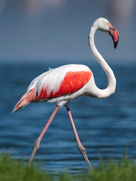 Mayor flamenco Phoenicopterus roseus Málaga España