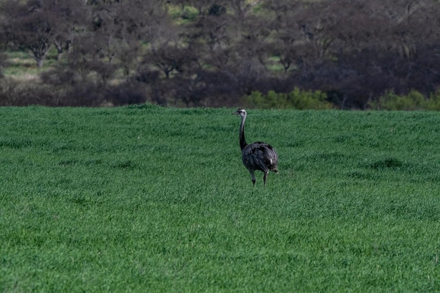 Mayor ñandú Rhea americana en el ambiente campestre de la Pampa provincia de La Pampa Brasil