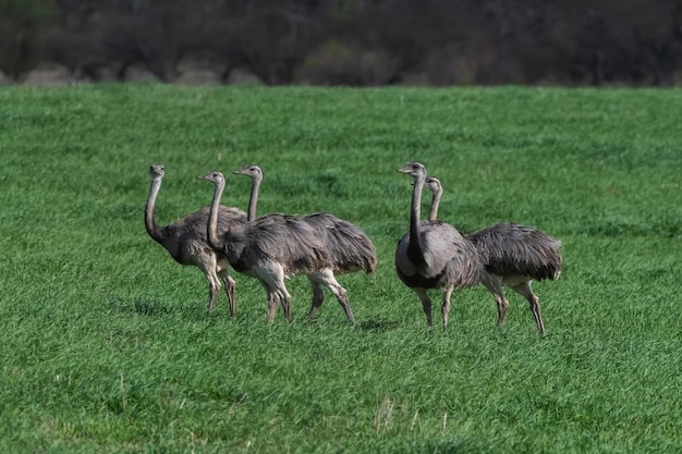 Mayor Ñandú Rhea americana en el entorno de la campiña pampeana de la provincia de La Pampa, Brasil