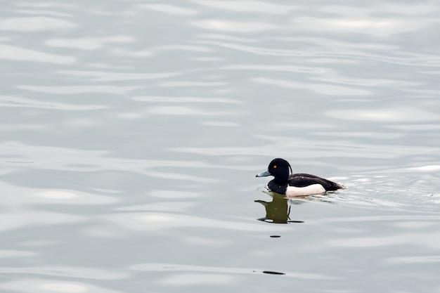 Mayor scaup aythya marila en agua