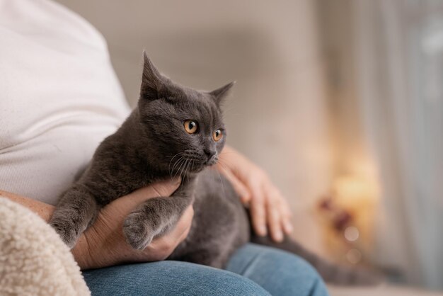 Los mayores cuidan gatos y los disfrutan en casa