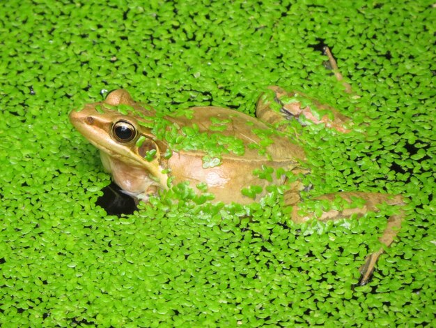 Foto la mayoría de las ranas viven en ambientes cálidos y húmedos