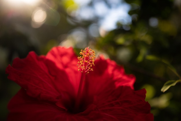 Mayormente flor roja borrosa de hibisco de volante doble sobre fondo de hojas verdes Fondo de pantalla de naturaleza de verano Un primer plano de flor roja iluminada por el sol en la hora dorada