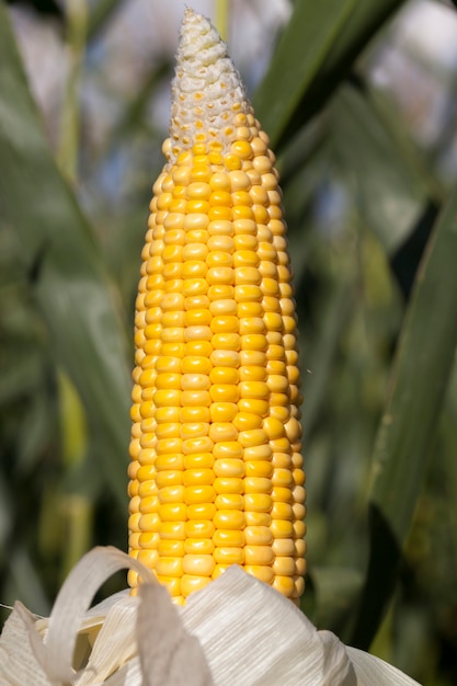 Mazorca abierta de maíz fresco maduro, los granos aún no se han secado y contienen mucho jugo