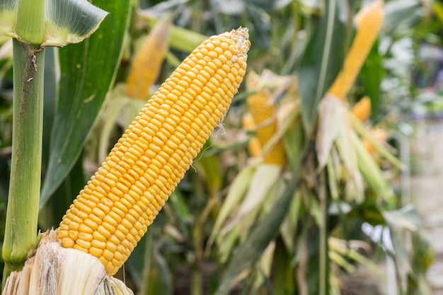 mazorca de maíz en el campo de la agricultura