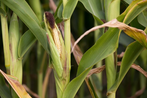 mazorca de maíz en un campo en verano