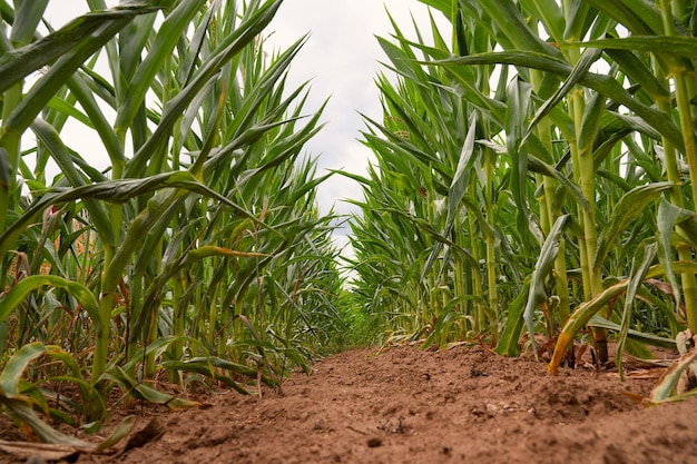 La mazorca de maíz cultivada en el campo de maíz comienza a crecer en las plantas agrícolas de verano para la alimentación