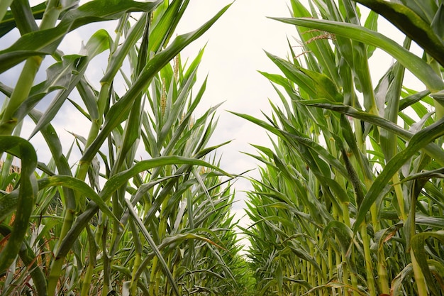 La mazorca de maíz cultivada en el campo de maíz comienza a crecer en las plantas agrícolas de verano para la alimentación