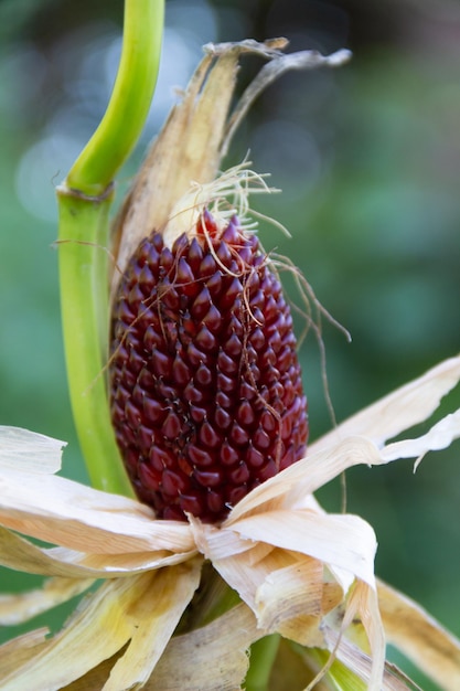 Mazorca de maíz fresa roja en la planta