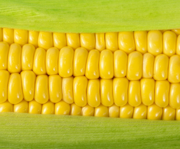 Mazorca de maíz madura