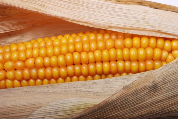 Una mazorca de maíz maduro en Francia