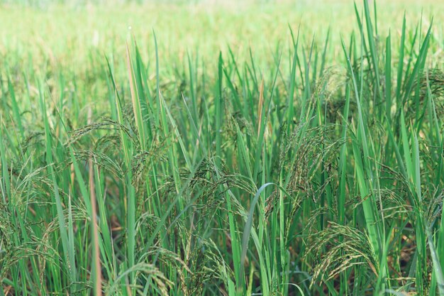 Las mazorcas de arroz que empiezan a ponerse amarillas esperan con ansias el día de la cosecha.