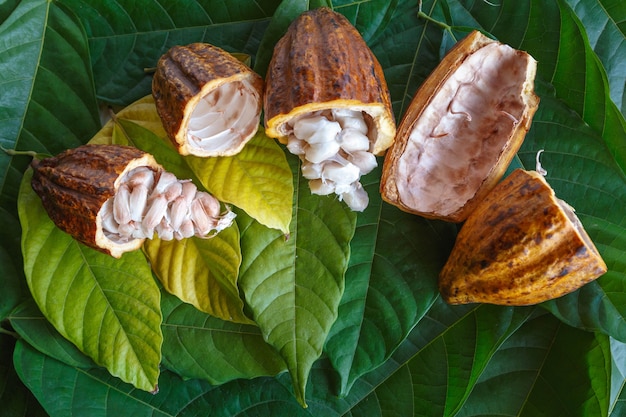 Las mazorcas de cacao frescas y los granos de cacao frescos sobre fondo de hoja de cacao.