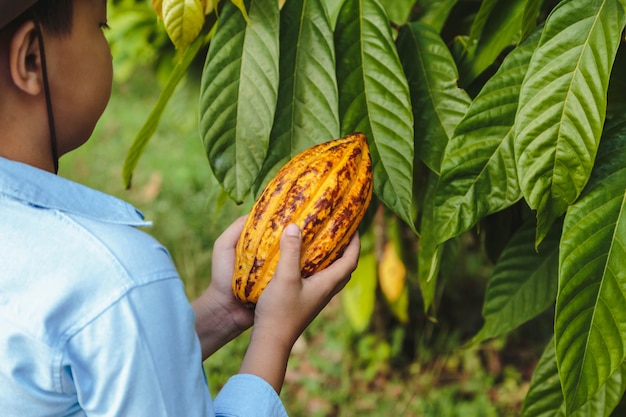 Las mazorcas de cacao frescas en manos de los agricultores