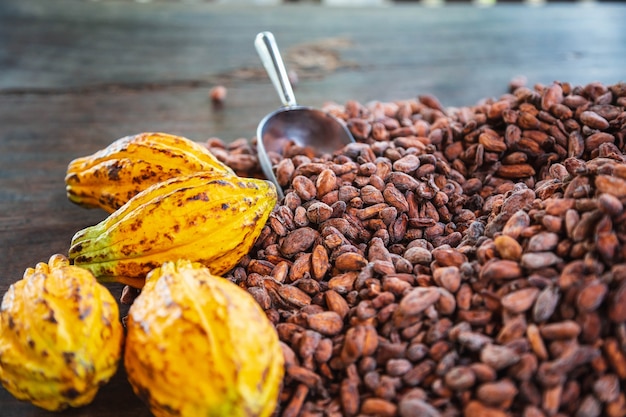 Las mazorcas de cacao y granos de cacao sobre un fondo de madera