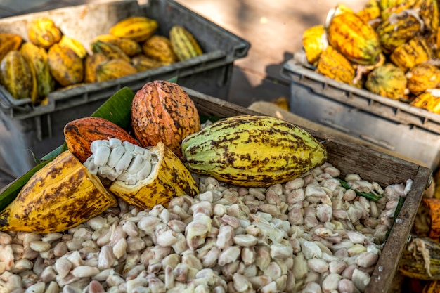 Las mazorcas de cacao las mazorcas de cacao granja de chocolate orgánico Tailandia
