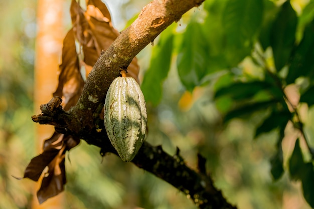 Las mazorcas de cacao verde crecen en el árbol