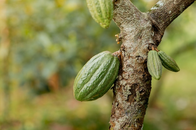 Las mazorcas de cacao verde crecen en el árbol