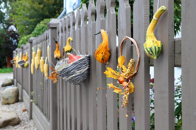 Foto mazorcas de maíz amarillo calabazas hojas de otoño decoran la cerca festival de la cosecha del día de acción de gracias y el concepto de halloween