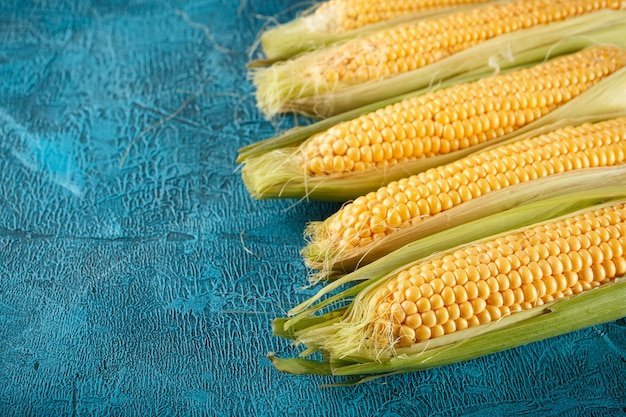Mazorcas de maíz crudas frescas