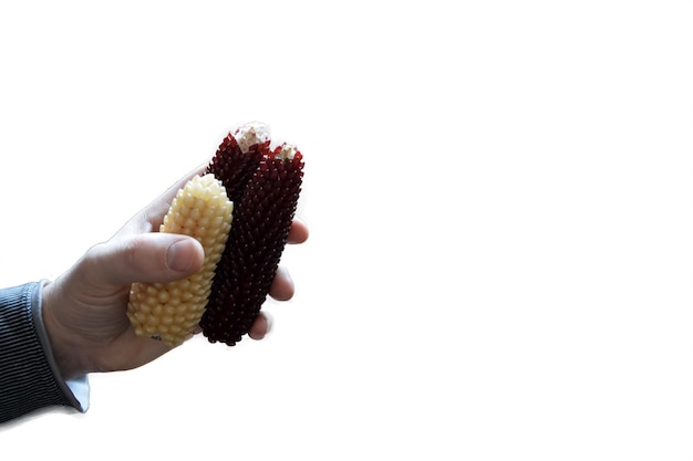 Las mazorcas de maíz de diferentes colores están sujetas por una mano en un camino de recorte sobre un fondo blanco.