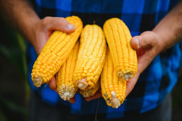 Las mazorcas de maíz dulce peladas en la mano del agricultor en el fondo del campo de maíz