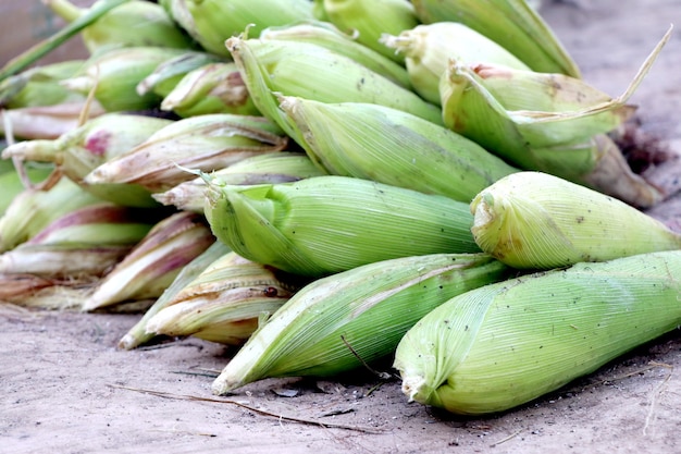 Mazorcas de maíz fresco en el mercado de alimentos