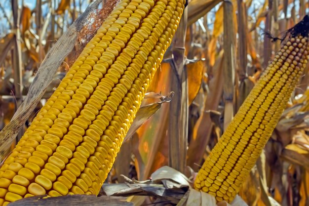 Mazorcas de maíz maduras en el campo, llenas de grano grande, contra el cielo.