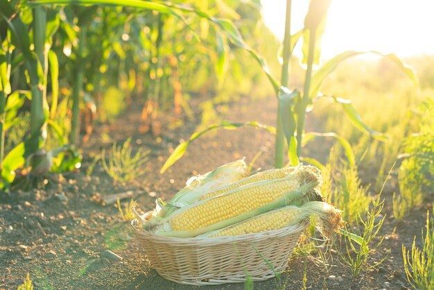 Mazorcas de maíz maduras en una canasta de pie en el suelo en un campo de maíz verde en una puesta de sol de cerca con enfoque selectivo Concepto de agricultura o ecología de jardinería orgánica