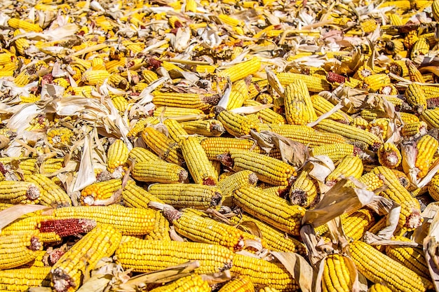 Foto las mazorcas de maíz en un montón