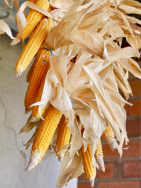 Mazorcas de maíz secas color naranja vibrante Conservación y almacenamiento de alimentos Foto vertical