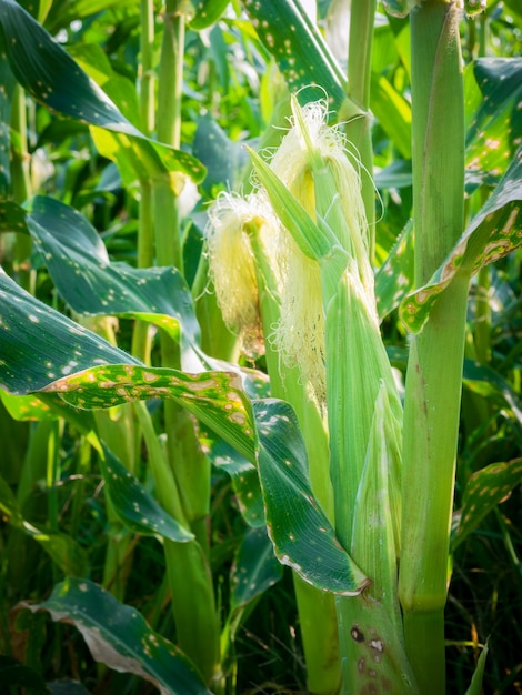 Mazorcas de maíz verde que crecen en el campo.