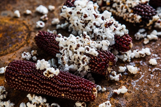 Mazorcas de palomitas de maíz planas Mazorcas de maíz de colores Granja orgánica bio vegetales Cosecha de otoño