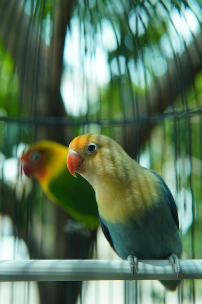 Foto me encanta la vida de las aves. lleno de amor y beso. juntos. pájaro de la naturaleza con fondo borroso