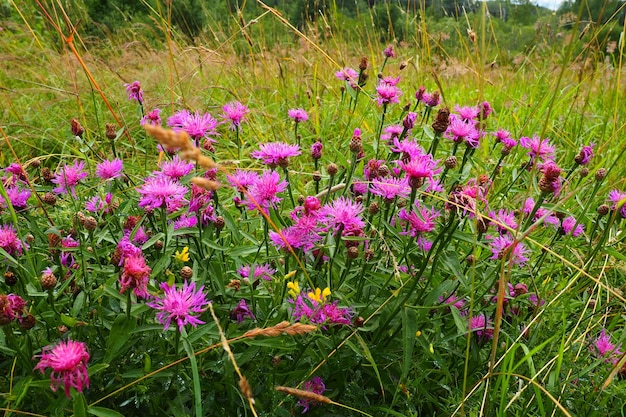 Meadow cornflower centaurea jacea es una planta de malezas de campo una especie del género cornflower de la fam