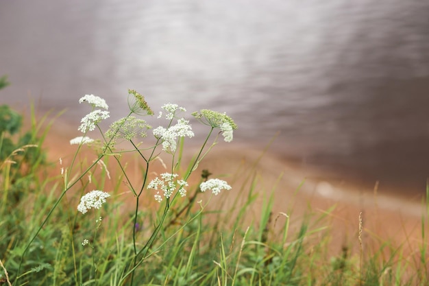 Meadow flothers y agua de río en día nublado cerca de hermosas flores de hierba pequeña flores de hierba w