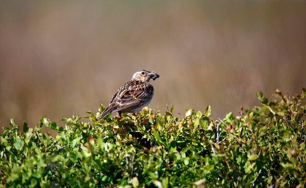 Meadow pipit empoleirado em um arbusto de mirtilo com um bico cheio de insetos