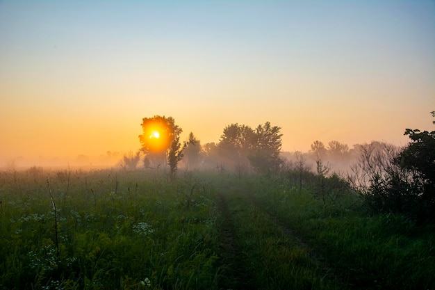 Meadow road, niebla y exuberante vegetación al amanecer. Hermosa niebla ligera y rocío sobre hierba de pradera y flores. Hermoso paisaje fantástico en una mañana de verano.