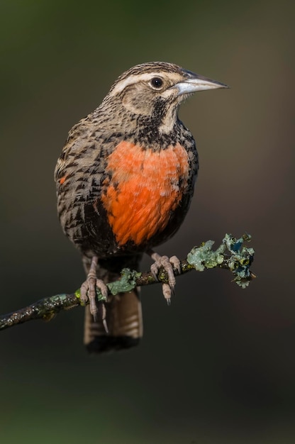 Meadowlark de cola larga Pampa Patagonia Argentina