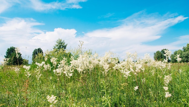 Meadowsweet o Labaznik Meadow en un día de verano