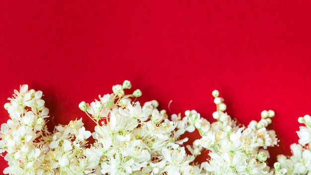 Meadowsweet, ou meadowsweet (latim Filipndula) é um gênero de gramíneas perenes da família Rosaceae