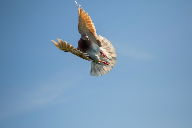 Mealy pena homing pombo voando contra o céu azul claro