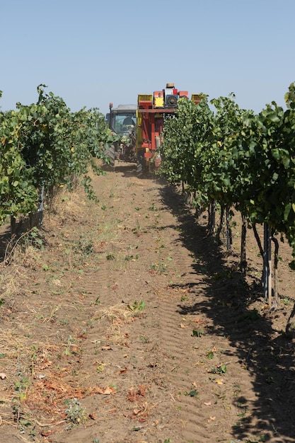 Mechanische Ernte an einem sonnigen Tag Ernte durch Maschinen in den Weinbergen